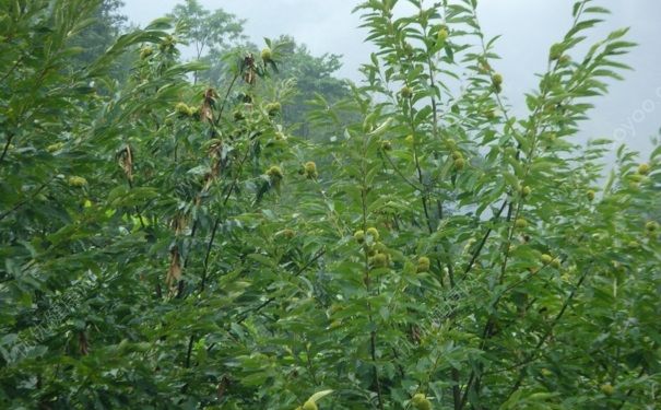 板栗樹種植幾年結(jié)果子？板栗樹需要嫁接嗎？(1)