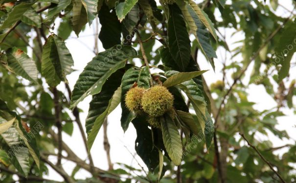 板栗樹種植幾年結(jié)果子？板栗樹需要嫁接嗎？(2)