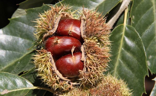 板栗樹種植幾年結(jié)果子？板栗樹需要嫁接嗎？(4)