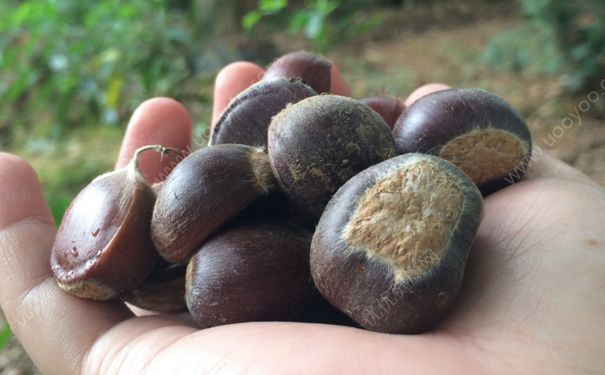 栗子和板栗一樣嗎？板栗和栗子的區(qū)別(2)