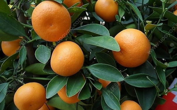 橘子吃多了上火怎么辦？吃橘子上火該怎么辦？(2)