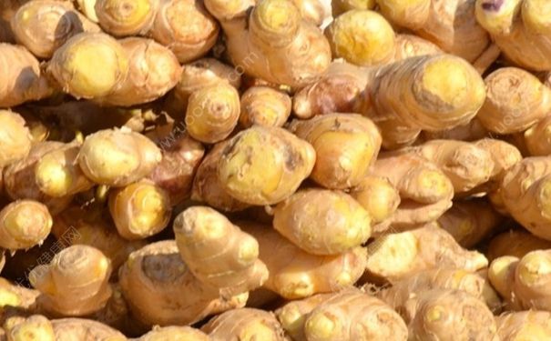 吃姜治療膽結(jié)石嗎？膽結(jié)石能吃生姜嗎？(1)
