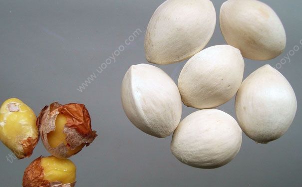 白果是哪種植物的果實？白果有哪些營養(yǎng)？(1)