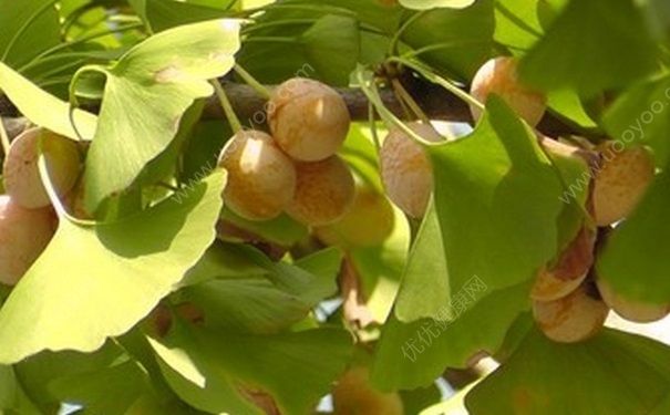 白果是哪種植物的果實？白果有哪些營養(yǎng)？(4)
