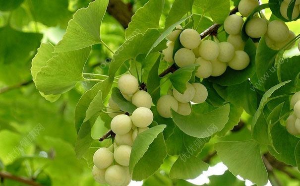 白果什么時(shí)候成熟？白果什么時(shí)候采摘？(4)