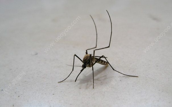 寨卡病毒怎么傳播？寨卡病毒怎么傳染？(2)