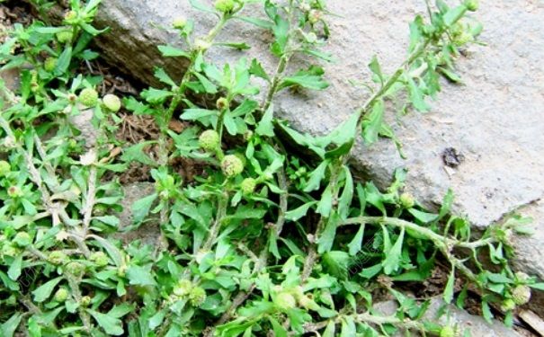 鵝不食草能泡水喝嗎？鵝不食草的功效與作用(1)