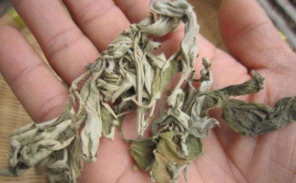 口腔潰瘍用艾葉泡腳能好嗎？艾葉泡腳能治口腔潰瘍嗎？(1)
