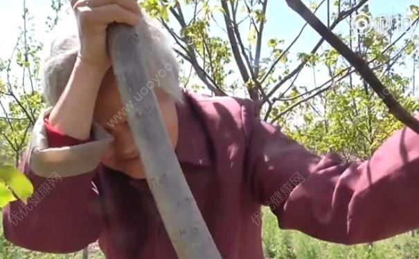 300核桃樹一夜被挖，吃核桃的注意事項有哪些？(1)