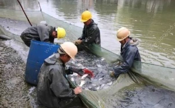 學(xué)校3000斤魚免費吃，吃魚對身體有什么好處？(1)