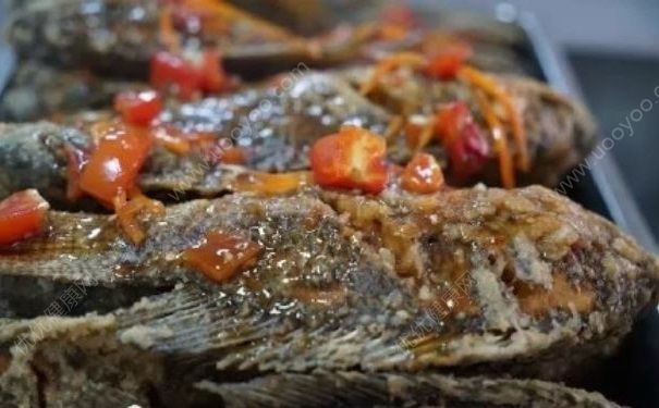 學(xué)校3000斤魚免費吃，吃魚對身體有什么好處？(4)