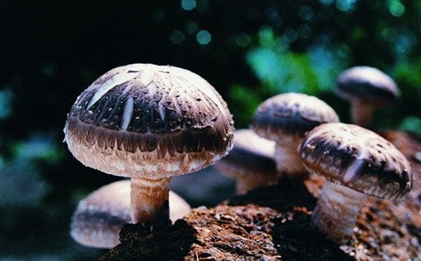 香菇放時(shí)間長了會(huì)不會(huì)有毒？香菇放久了有毒嗎？(1)