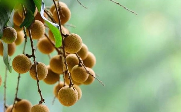 桂圓怎么吃美容養(yǎng)顏？桂圓殼的營(yíng)養(yǎng)有哪些？(1)