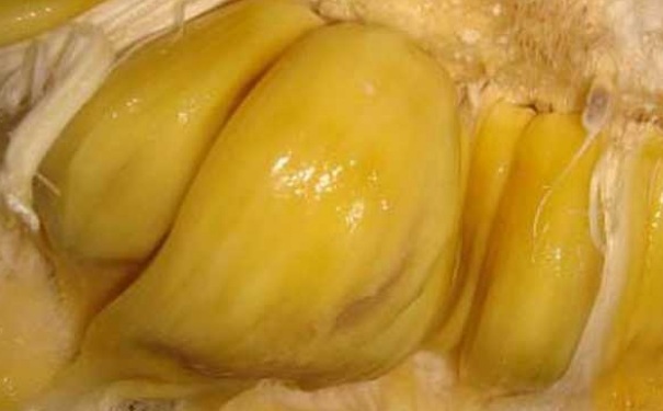 菠蘿蜜怎么看熟了沒？菠蘿蜜怎么樣是熟了？(1)