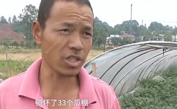 熊孩子闖進西瓜棚破壞了9000斤西瓜，西瓜沒熟能吃嗎？(1)