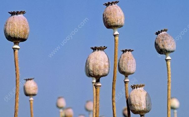 父親買罌粟給兒子中考提神，考試前用什么提神最好？(1)