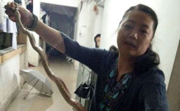女生宿舍現(xiàn)1米6大蛇，被抓來煮著吃了，為什么有人喜歡吃蛇？(1)