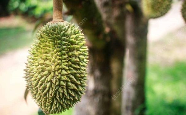 榴蓮還沒(méi)熟怎么辦？生的榴蓮可以吃嗎？(1)