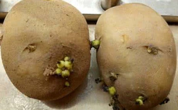 生活中有哪些“食物殺手”？健康食物變“殺手”(1)
