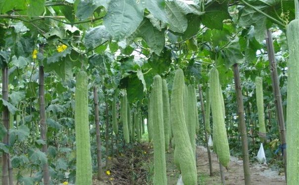 夏天應該吃哪幾種瓜？夏天吃哪幾種瓜好？(2)