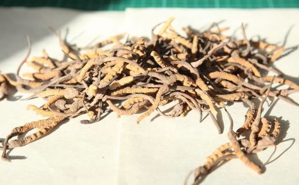 冬蟲夏草被確認(rèn)根本不抗癌，冬蟲夏草到底有什么好處？(2)