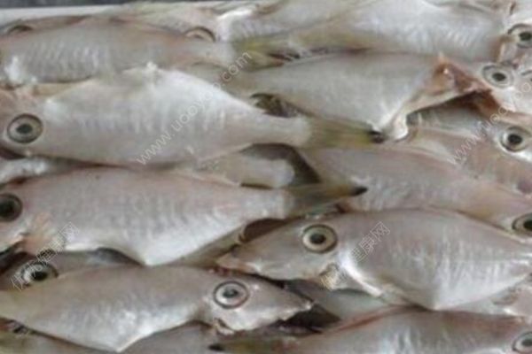 扒皮魚的營(yíng)養(yǎng)價(jià)值有哪些？扒皮魚有哪些功效作用？(1)