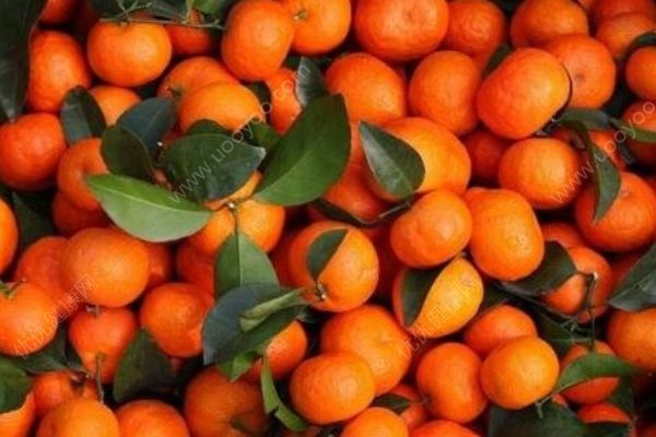 吃沙糖桔會(huì)上火嗎？怎樣吃沙糖桔不上火？(1)