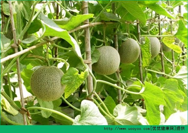 哈密瓜是哪里的特產(chǎn)？哈密瓜是哪個省的特產(chǎn)？(5)