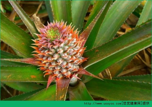 痛風(fēng)能吃菠蘿嗎？痛風(fēng)吃菠蘿好嗎？(1)