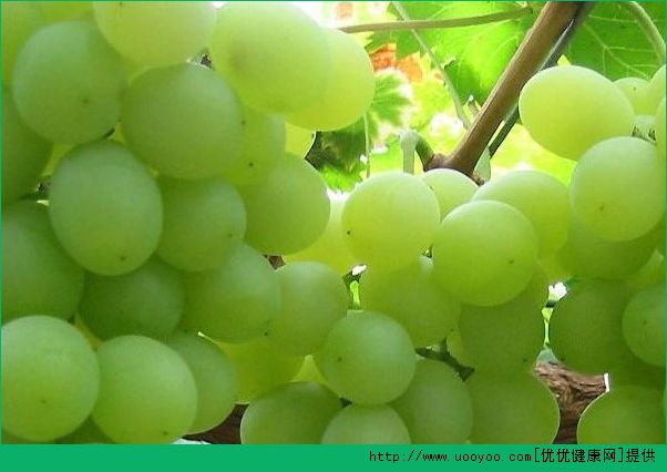 吃葡萄牙酸怎么辦？吃葡萄為什么會(huì)牙酸？(1)