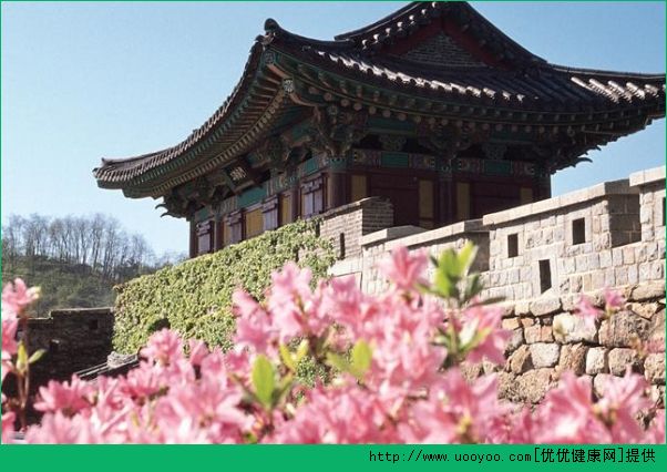武大櫻花3月盛放 花粉過敏可以去看櫻花嗎？(2)
