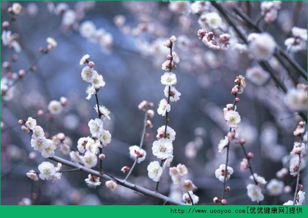 武大櫻花3月盛放 花粉過敏可以去看櫻花嗎？(4)