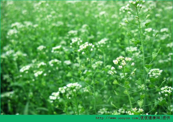 春季吃什么菜最好？春季進(jìn)補(bǔ)食材(6)