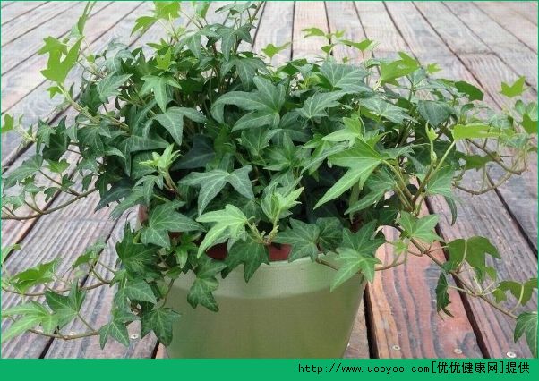 哪些植物吸甲醛？哪些植物除甲醛最好？(3)