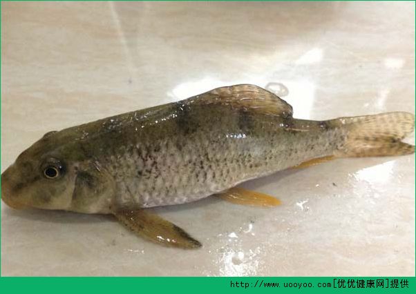 吃魚卡到喉嚨怎么辦？吃魚卡了魚刺怎么辦？(1)