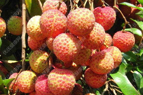 吃荔枝會(huì)過敏嗎？吃荔枝過敏癥狀是怎樣的(2)