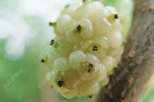 尿路結(jié)石能吃桑葚嗎？尿路結(jié)石可以吃桑葚嗎？(2)