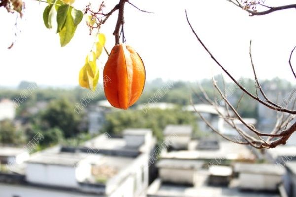 楊桃和香蕉能一起吃嗎？楊桃和香蕉一起吃好不好？(1)