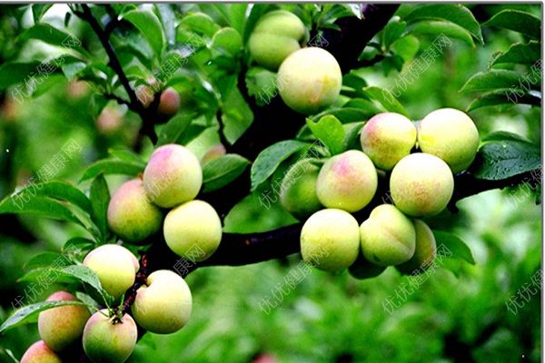 桃子多久成熟？桃子什么季節(jié)成熟？(1)