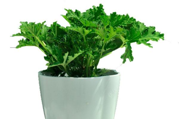 維生素B1能驅蚊嗎？驅蚊子最有效的方法是什么？(3)