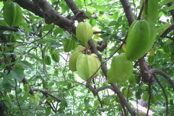 腎炎可以吃楊桃嗎？腎炎吃楊桃好嗎？(1)
