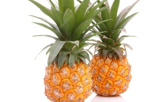 鳳梨和菠蘿的區(qū)別有哪些？鳳梨和菠蘿有什么異同點(diǎn)？(1)