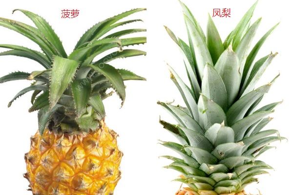 鳳梨和菠蘿的區(qū)別有哪些？鳳梨和菠蘿有什么異同點(diǎn)？(2)