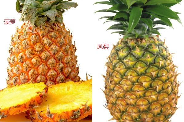 鳳梨和菠蘿的區(qū)別有哪些？鳳梨和菠蘿有什么異同點(diǎn)？(3)