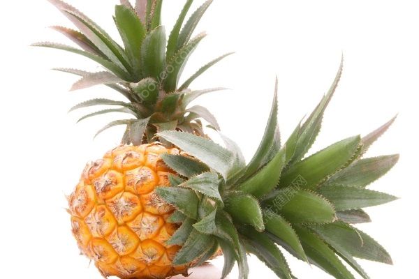 鳳梨和菠蘿的區(qū)別有哪些？鳳梨和菠蘿有什么異同點(diǎn)？(5)