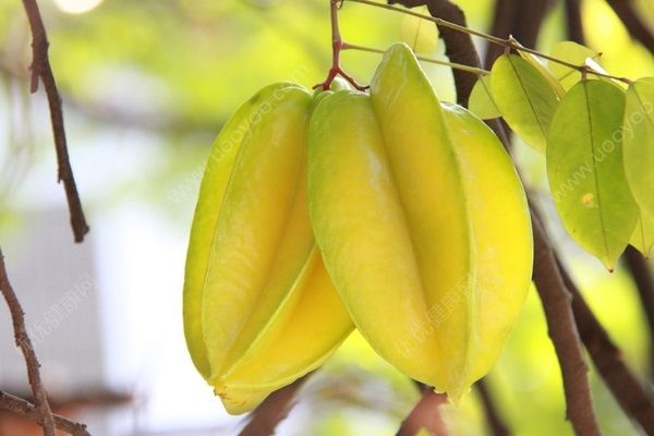 楊桃是哪里的特產(chǎn)？楊桃生長在哪里？(1)