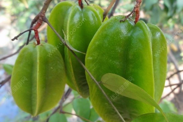 楊桃是哪里的特產(chǎn)？楊桃生長在哪里？(4)