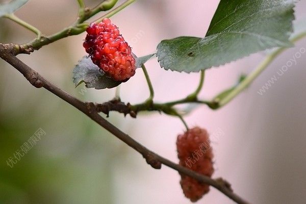桑葚能治療乙肝嗎？桑葚可以治療乙肝嗎？(4)