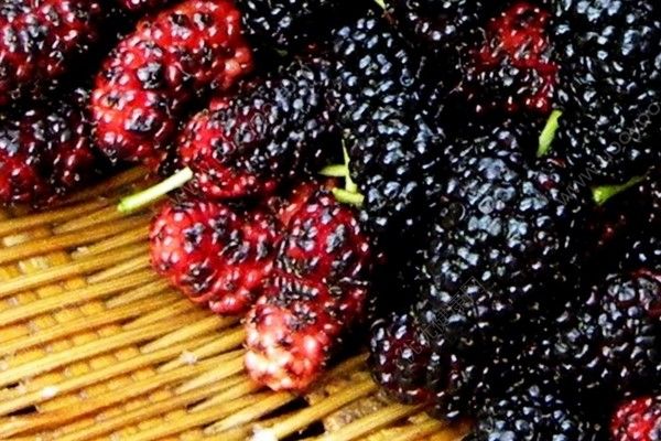 桑葚能治失眠嗎？桑葚對(duì)治療失眠有效嗎？(3)