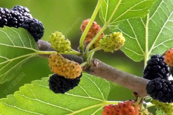 黑桑葚能染發(fā)嗎？黑桑葚可以染發(fā)嗎？(3)